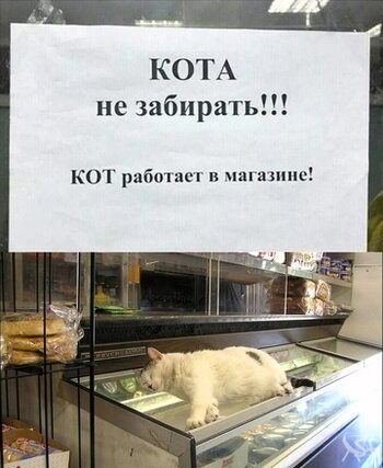 Кота не забирать.jpg