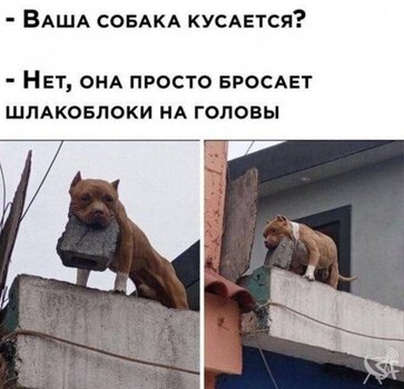 Ваша собака кусается.jpg