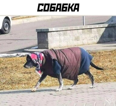 Собака.jpg