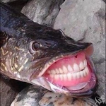chelusti.png