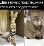 1751306241_7.jpg