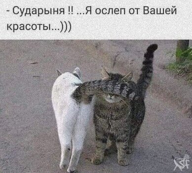 Коты.jpg