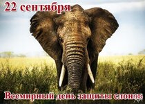 vsemirniy-den-zaschiti-slonov.jpg