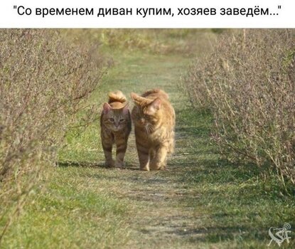 Коты прогулка.jpg