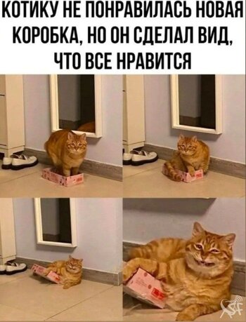 Котик.jpg