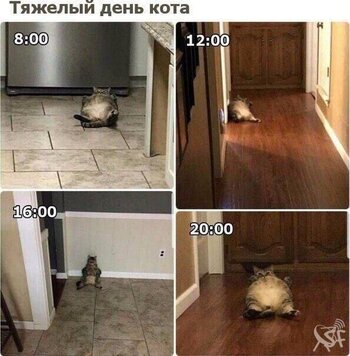 Тяжелый день кота.jpg